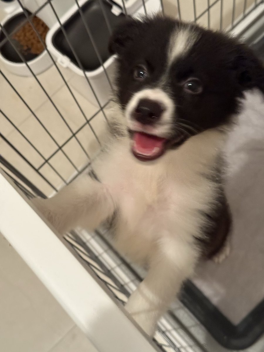 rena_miyashita's tweet photo. 新入りのなのくんです🐶 https://t.co/chRcIlcV6I