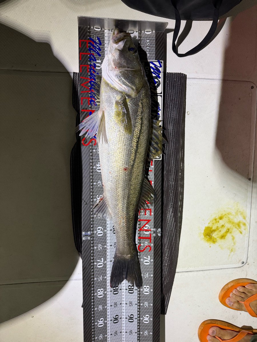 4日限定Large mouth Bass　壁掛け剥製 釣人 on X