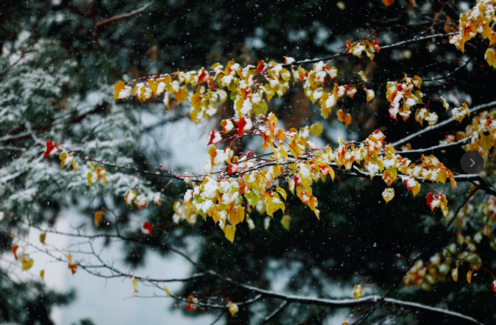visitheilongji1's tweet image. Snowflakes dancing with autumn leaves, pandas strolling through the snow — Harbin these days feels just like a romantic movie. ❄️🎬

Cr.@哈尔滨日报

#Harbin #Movelike #CityVibe #FirstSnow #ChinaTravel #winterinHeilongjiang