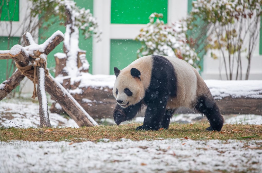 visitheilongji1's tweet image. Snowflakes dancing with autumn leaves, pandas strolling through the snow — Harbin these days feels just like a romantic movie. ❄️🎬

Cr.@哈尔滨日报

#Harbin #Movelike #CityVibe #FirstSnow #ChinaTravel #winterinHeilongjiang
