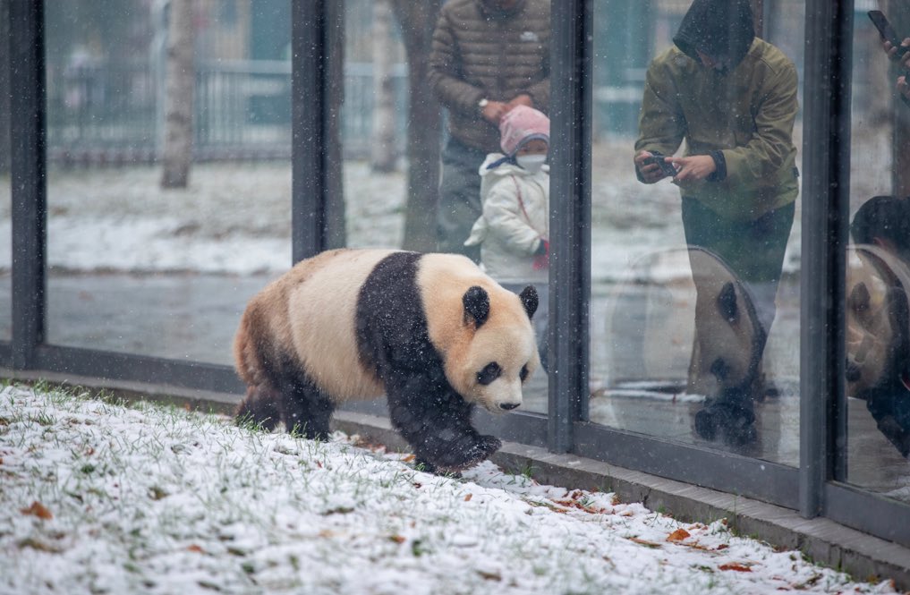 visitheilongji1's tweet image. Snowflakes dancing with autumn leaves, pandas strolling through the snow — Harbin these days feels just like a romantic movie. ❄️🎬

Cr.@哈尔滨日报

#Harbin #Movelike #CityVibe #FirstSnow #ChinaTravel #winterinHeilongjiang