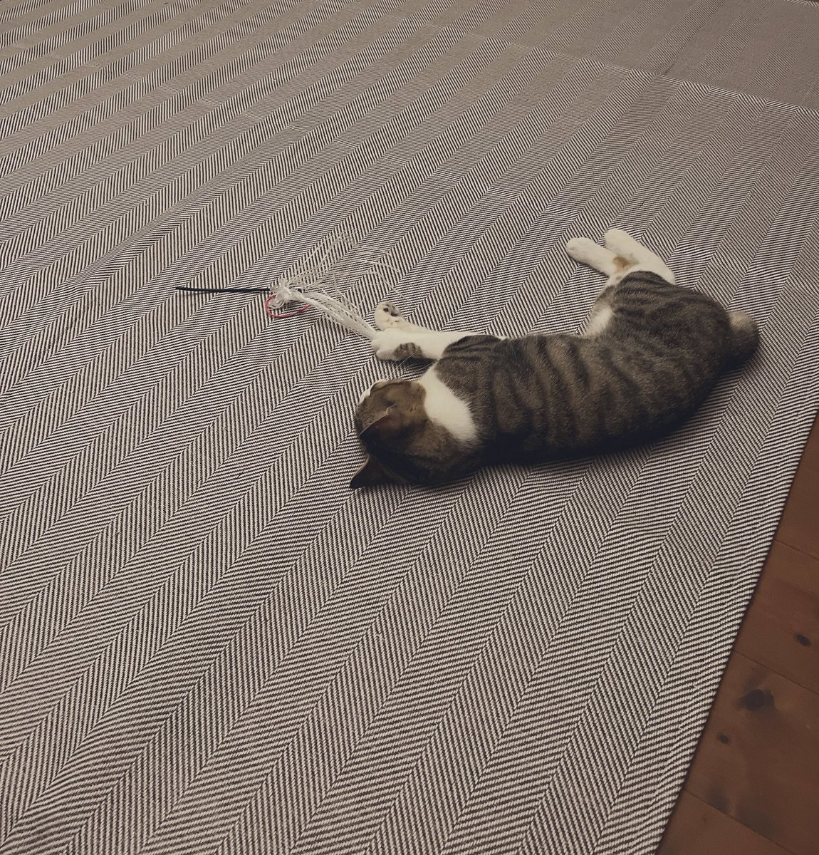 おもちゃにビニール紐つけたら大変お気に召したようで遊び疲れてグッタリするガブブ