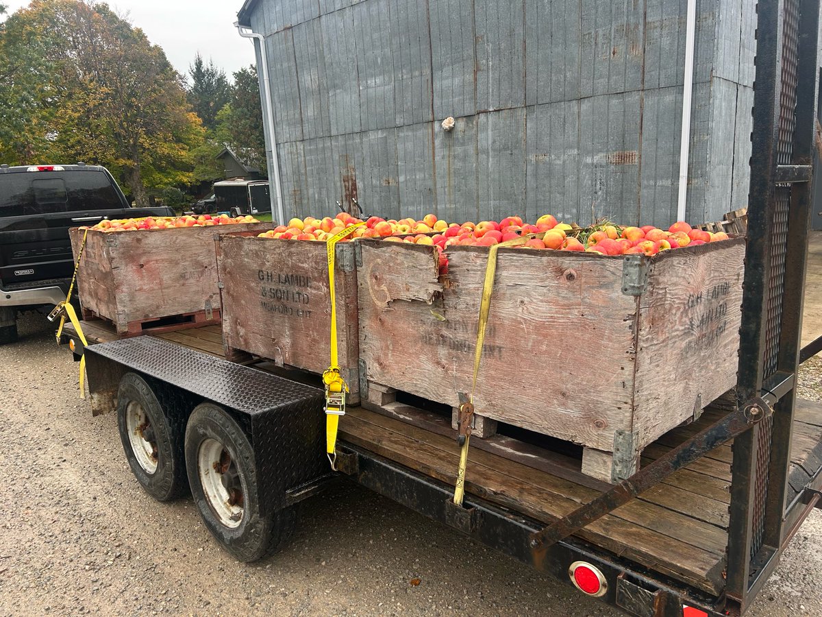 Wet day yesterday so I went for a crate of apples each for myself &amp; 2 of my sons AND for the deer 🦌 if there’s any left after the raccoons bears coyotes turkeys 🦃 rabbits 🐇 squirrels 🐿️ &amp; birds 🦅 get done