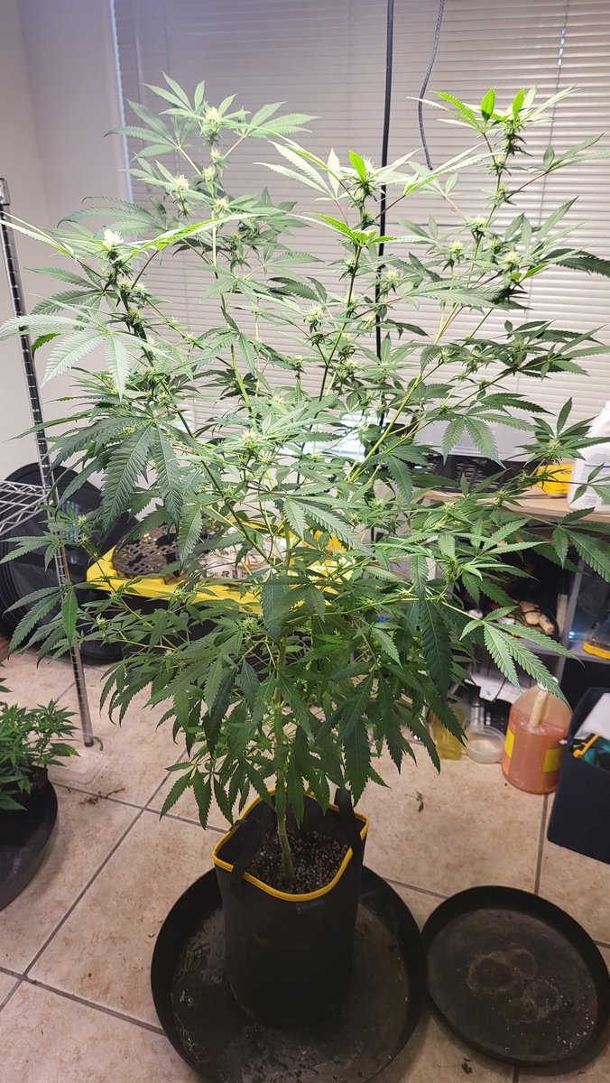 420REAPERMAN (@420reaperman) on Twitter photo 