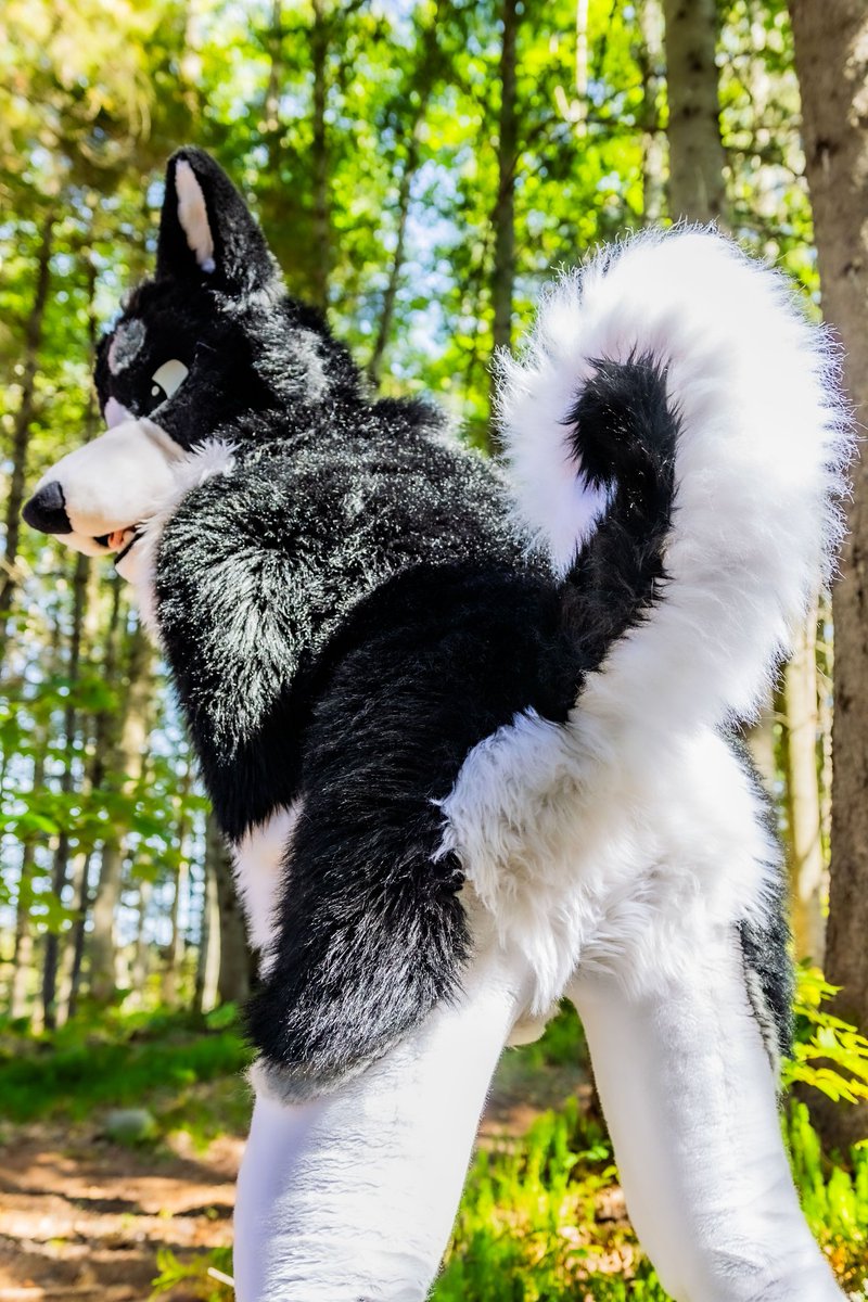 AxisPup ➜ SqueakyC - Furpoc (@axispup) on Twitter photo Someone told me this is my best angle, is it? 🍑
📸 <a href="/Blitz_da_saber/">Blitz ➡️ Furpoc 👻 🧹 🐈</a>
#fursuit #fursuiter #FursuitEveryday  #fursuitmaker Someone told me this is my best angle, is it? 🍑
📸 <a href="/Blitz_da_saber/">Blitz ➡️ Furpoc 👻 🧹 🐈</a>
#fursuit #fursuiter #FursuitEveryday  #fursuitmaker