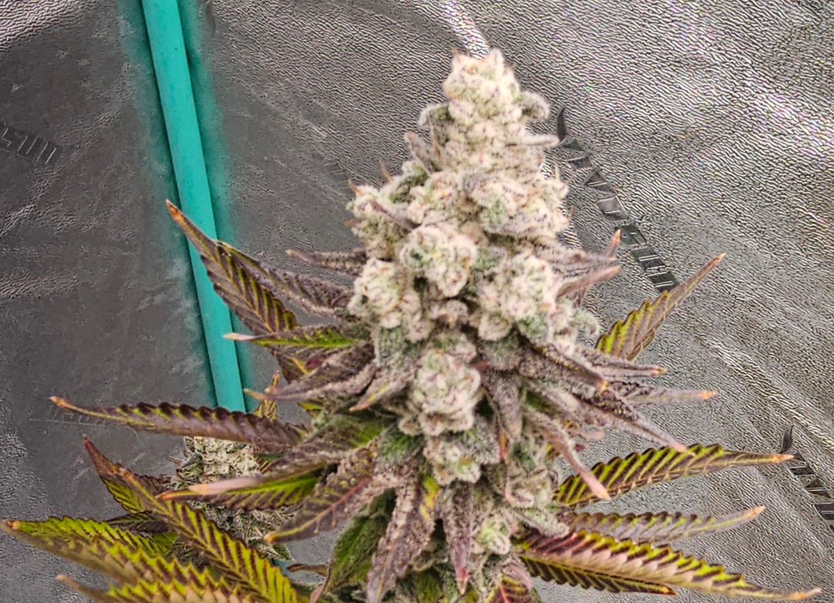 420Farming's tweet image. Nova 91 X OC Runtz - I think we are there. Will ✂️Monday. @breeder_j really did well on this one. I'd name the strain "Snow Storm" :)
#CannabisCommunity #growyourown