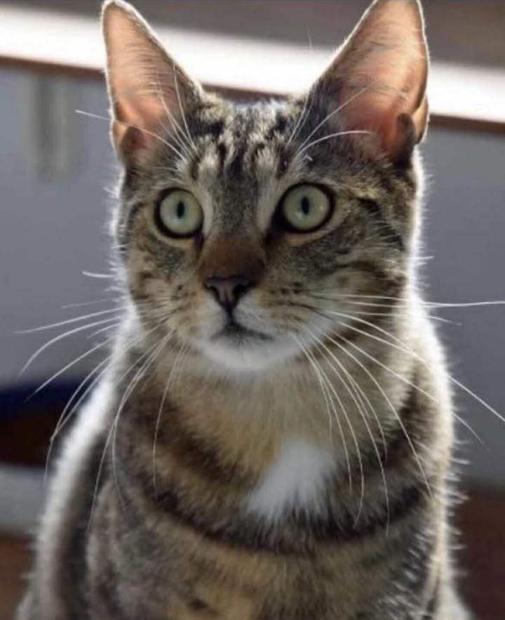 Sacha verdient een warm en veilig thuis, want de winter komt eraan en hij is momenteel alleen maar buiten.
goudenmandkat.nl/product/sacha/
E-mail: goudenmandkat@gmail.com.
Locatie: Nijkerk (tussen Amersfoort en Harderwijk), Nederland
#kat #katten