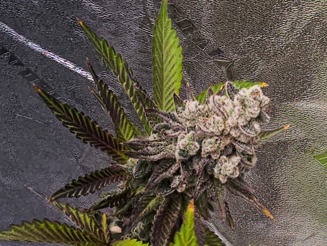 420Farming's tweet image. Nova 91 X OC Runtz - I think we are there. Will ✂️Monday. @breeder_j really did well on this one. I'd name the strain "Snow Storm" :)
#CannabisCommunity #growyourown