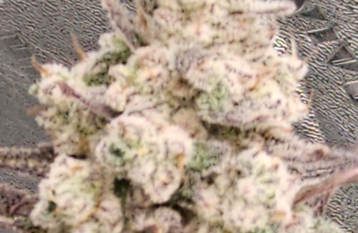 420Farming's tweet image. Nova 91 X OC Runtz - I think we are there. Will ✂️Monday. @breeder_j really did well on this one. I'd name the strain "Snow Storm" :)
#CannabisCommunity #growyourown