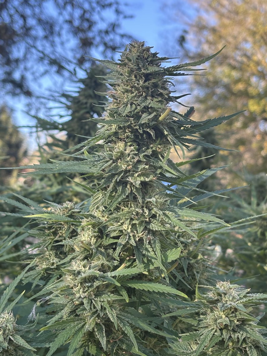 WeedVet's tweet image. ***HARVEST SEASON GIVEAWAY***
Ok folks… here it is…
Follow: @WeedVet @BovedaCannabis @TheCVault @vivipacks_
RT and tag 3 friends…
Ends Friday at midnight…
4 liter @TheCVault (1/2 lb) a vivi cure pack, a Boveda pack, and a pack of orange gasm fem seeds
Shipping included