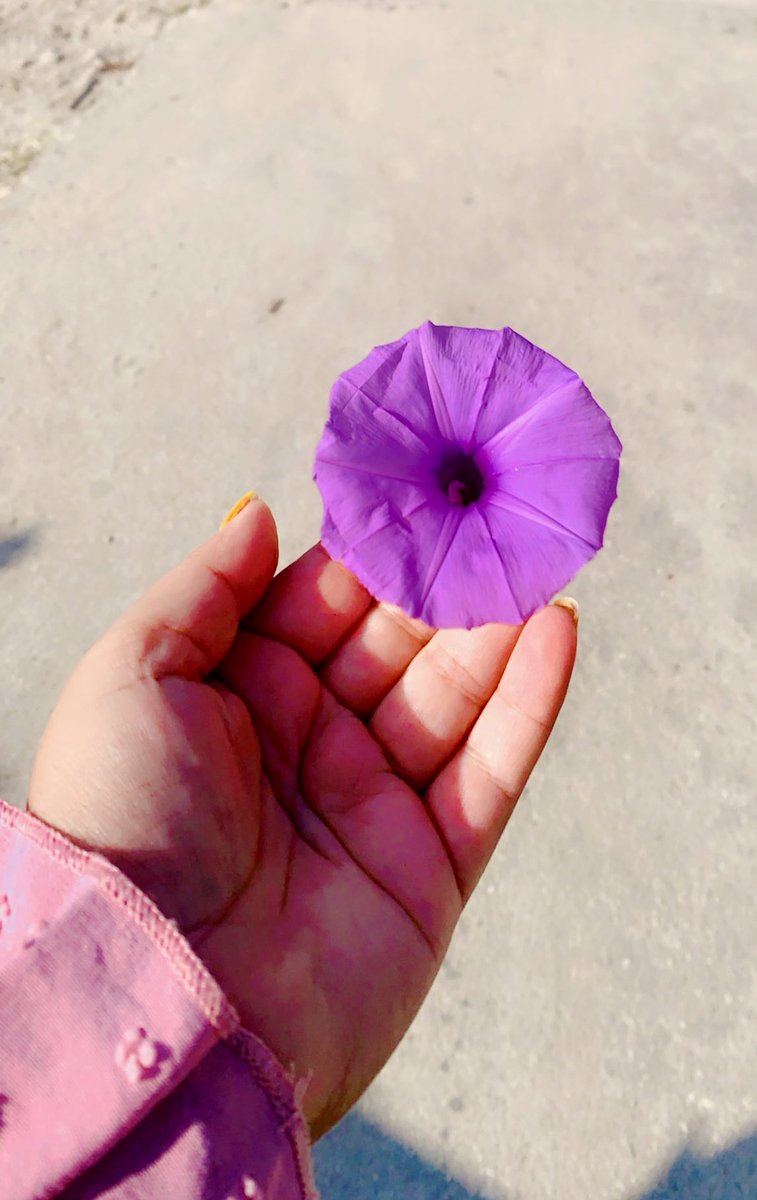 In a world full of noise, be like lavender —quiet, yet unforgettable.