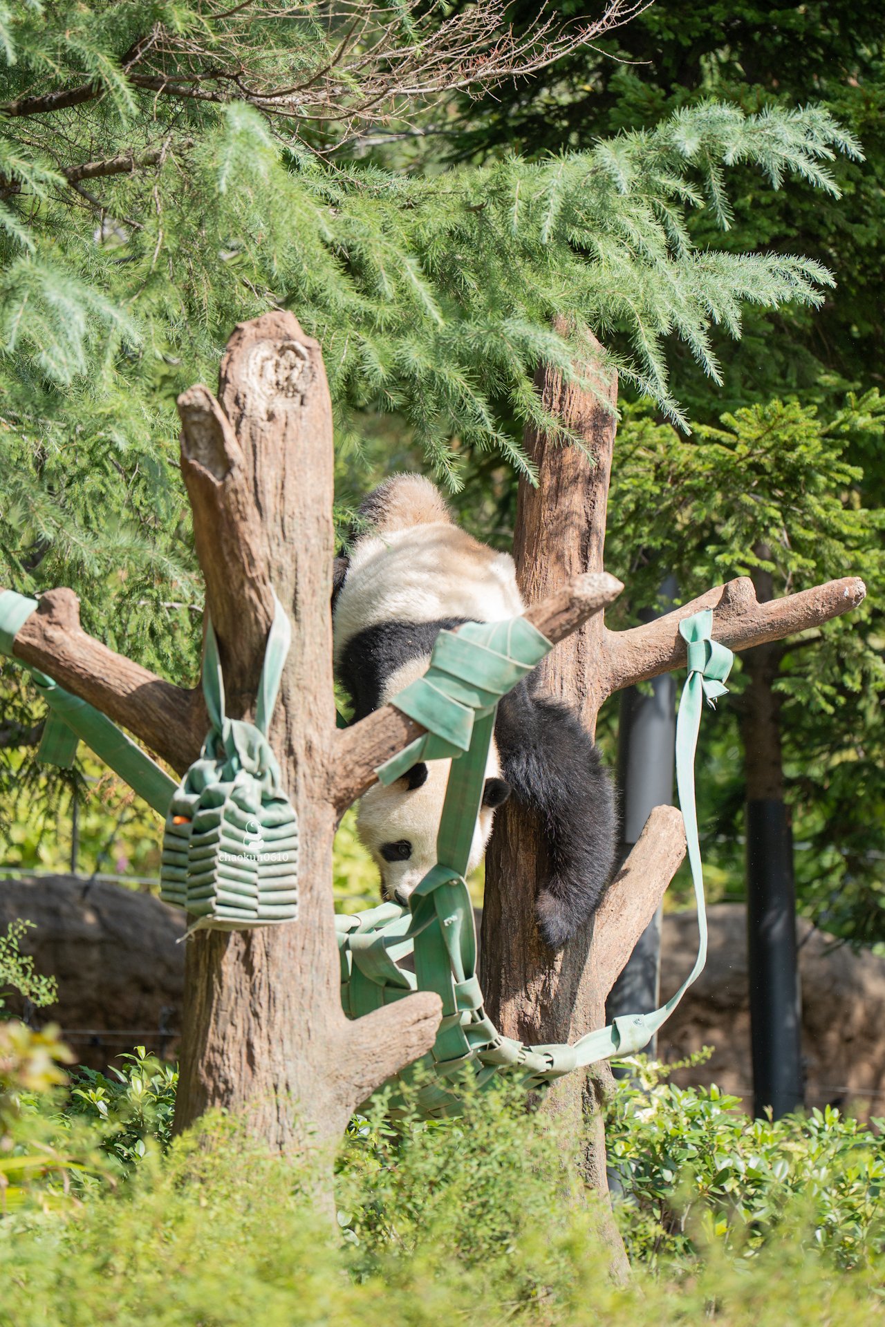 ﾁｬｵ CHAOKUN0610 on X: 