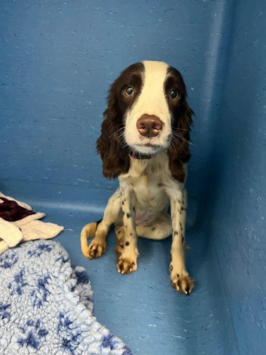 hikewithbecky's tweet image. Meet Marnie my rescue dog. She was one of over 80 spaniels rescued by the RSPCA from a house in Doncaster. Do you have a rescue dog or rescue animal that you would like to share? #RescueAnimals #RescueDogs #Spaniel 🐾