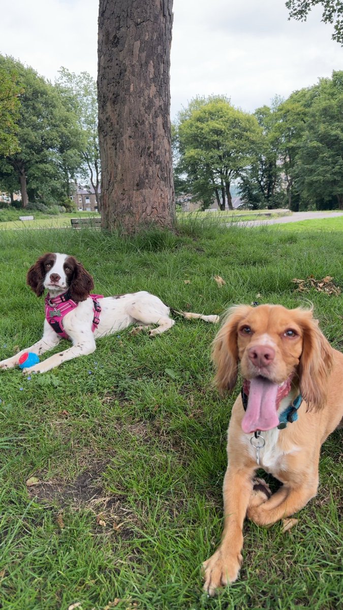 hikewithbecky's tweet image. Meet Marnie my rescue dog. She was one of over 80 spaniels rescued by the RSPCA from a house in Doncaster. Do you have a rescue dog or rescue animal that you would like to share? #RescueAnimals #RescueDogs #Spaniel 🐾