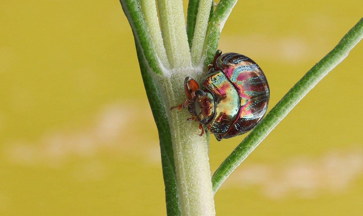 Rozemarijngoudhaantje in de tuin. Een klein juweeltje van de natuur! #Natuur #Insecten #Rozemarijngoudhaantje #Wildlife #MacroFotografie