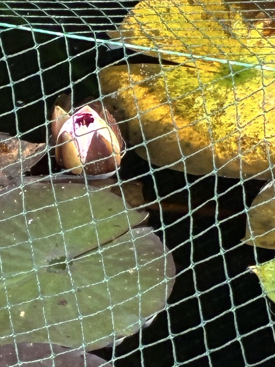 I am not sure that this water lily has made a good life decision.