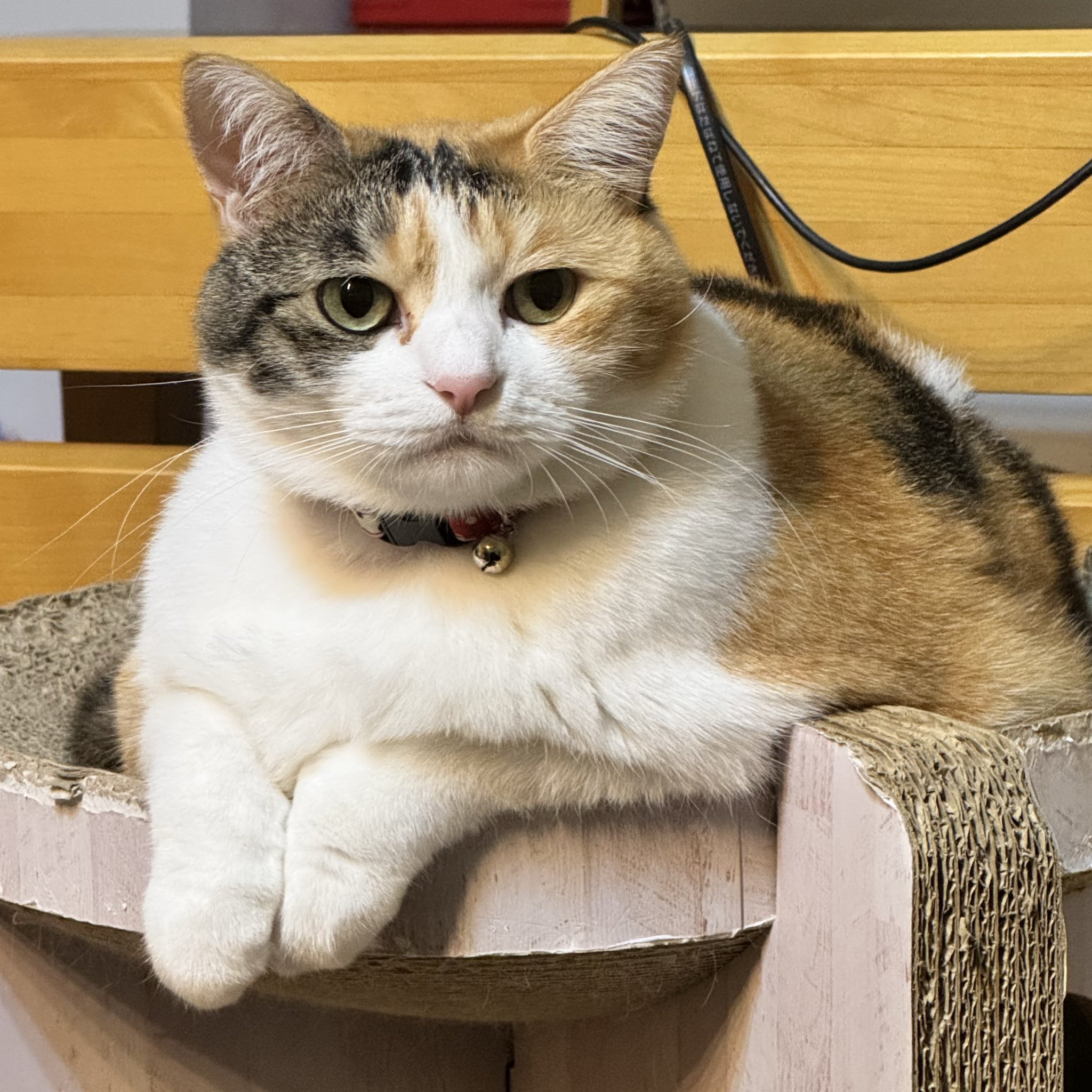 三毛猫姉妹くきくらと飼主の道 on X: 