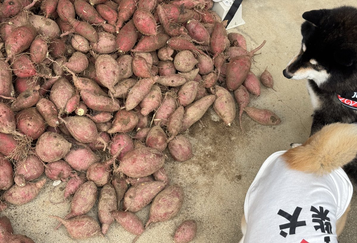 芋を植えてやっと収穫🍠
あとは柴さん達のおやつを作るぞ〜💪
#柴犬