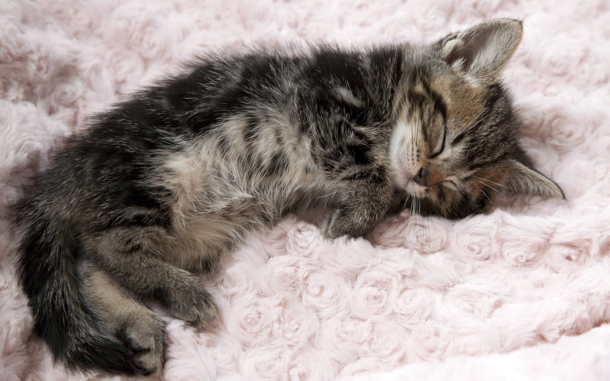 Sweet Dreams
おやすみニャンコ
#猫好きな人と繋がりたい #猫かわいいね #Cats