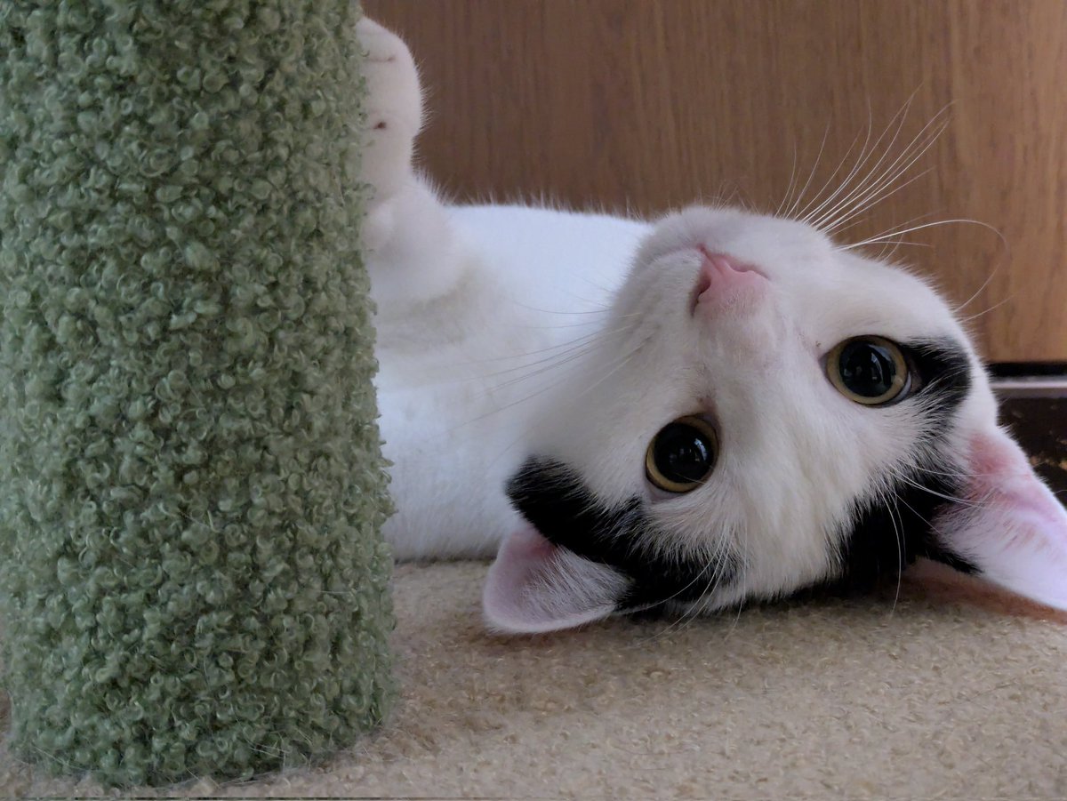 久々のSNS💦
髪をバッサリいってここ数年で一番短くしたかも✂️
ショート楽過ぎ💖
8月9月は猛暑でまぢヘタってましたけど、この子と2人無事乗り越えましたぁ😭
と思ったら急激に寒くなったりまた暑くなったり💧
体調崩さないように気をつけましょね🍀
てか2025年あと2ヶ月半で終わりなんて嘘だろオイ。