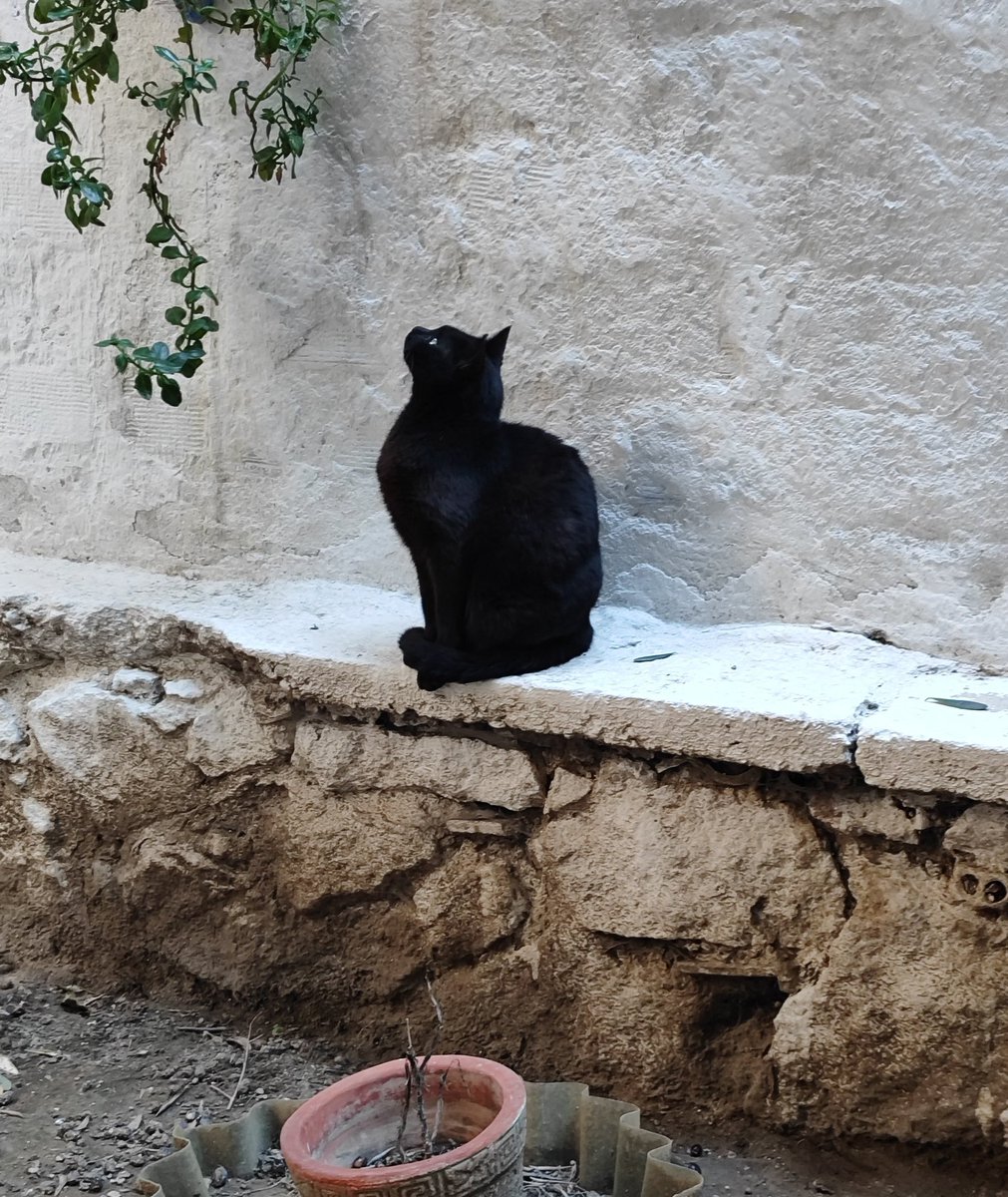 baktığın yön kalbinde kanatlı bir çarpıntı yaratmıyorsa niye var o zaman bunca göksel temaşa...