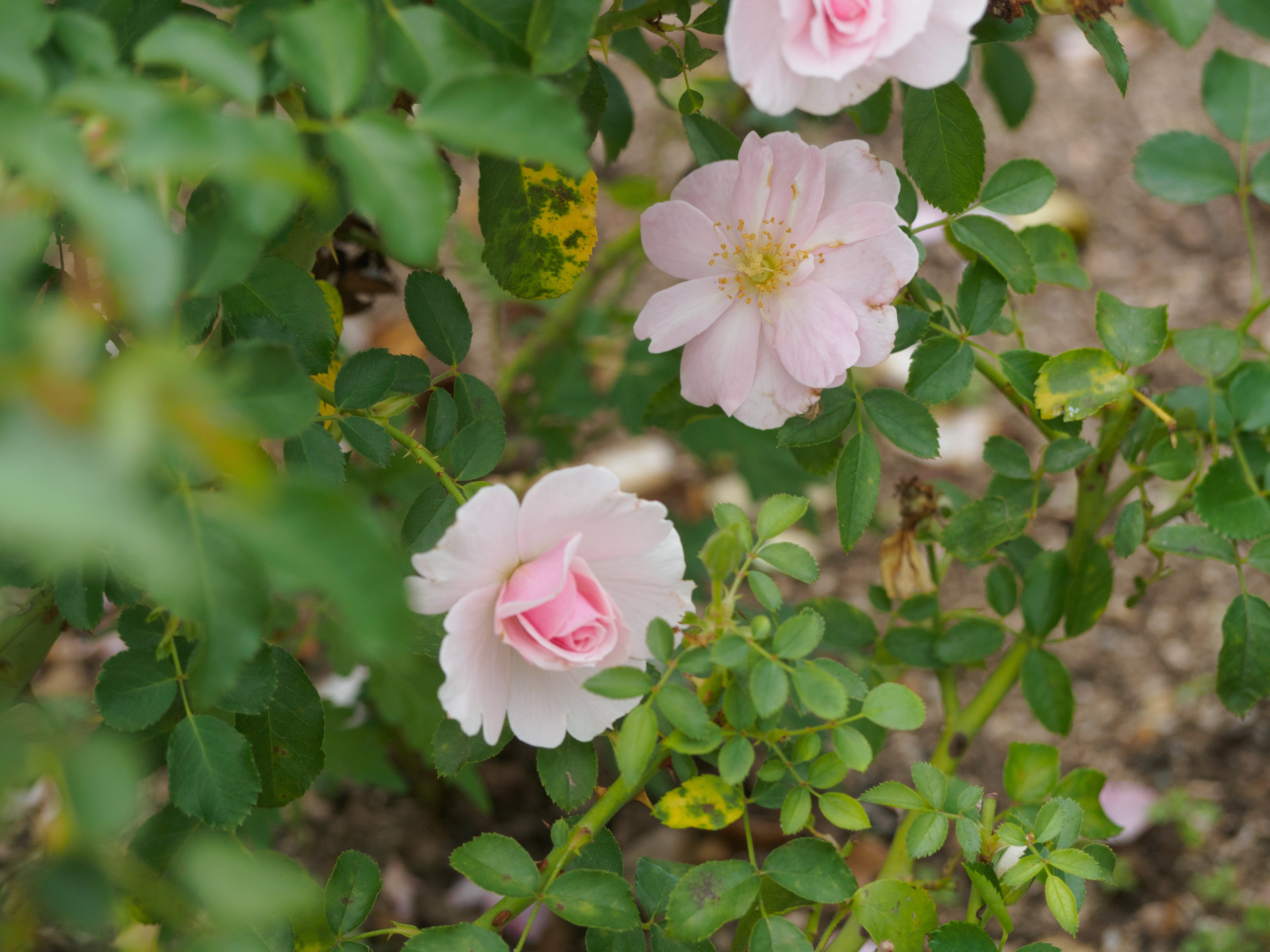 ひろりん♪ (@hirorin4649) / X