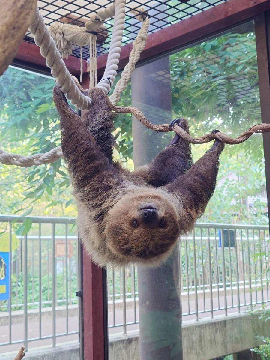 10月第3土曜は #世界ナマケモノの日　です。ナマケモノの生態や生息地の環境、おかれている状況などを人々に広く知ってもらい、意識を高めてもらうための日です。
当園では #フタユビナマケモノ のユウキ♂、ノン♀、メロウ♀の3頭を飼育しています。