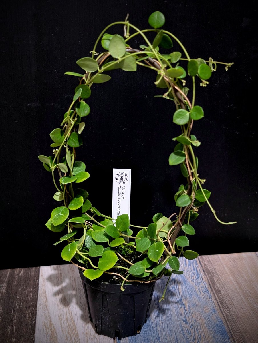Hoya sp.  Timika,Central Papua
小さいホヤを購入しました
蕾がいっぱい✩白い花が咲くようです♡楽しみ
#うじ草あわせ　#伊藤蟻植物農園