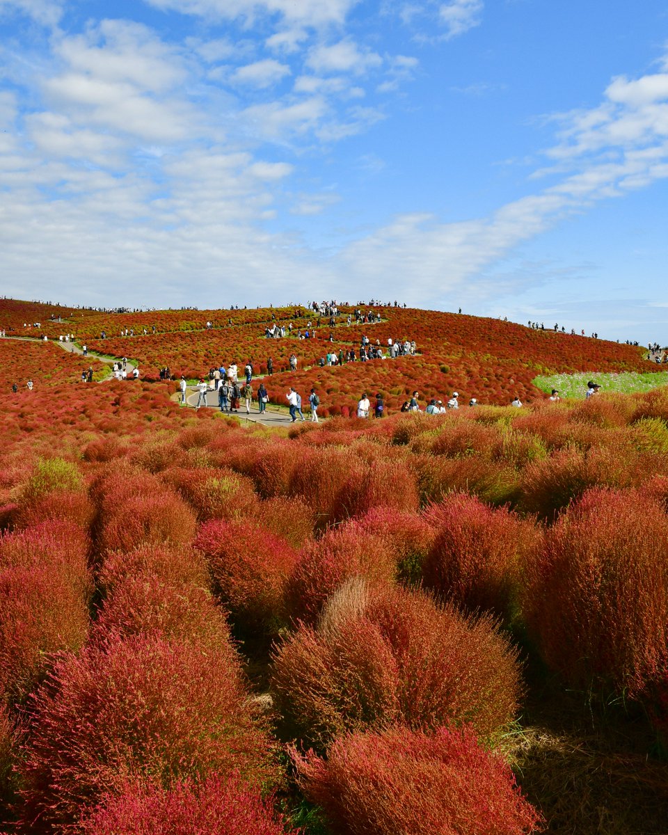 野村紅葉/A351 野村紅葉/A351 野村紅葉/A351