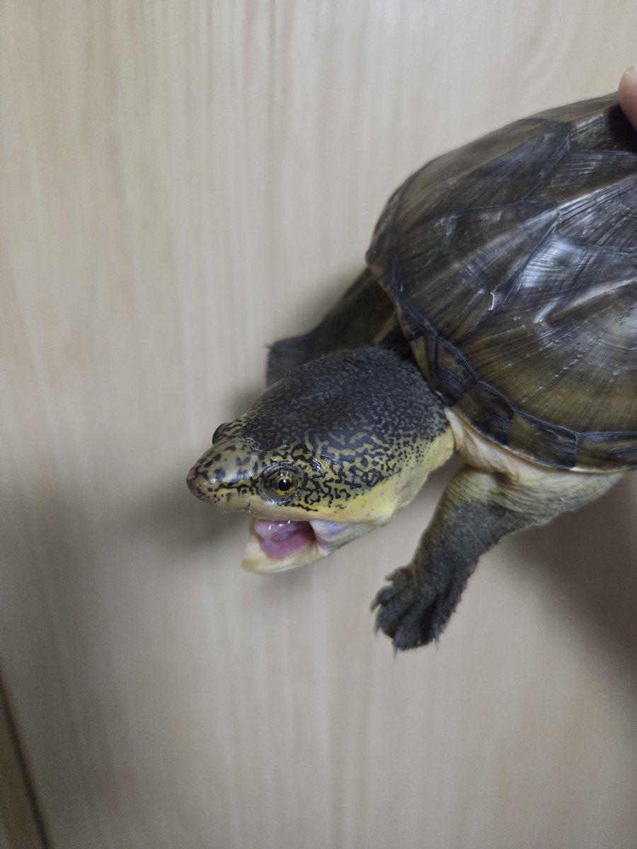 いつも怒ってるお嬢🐢