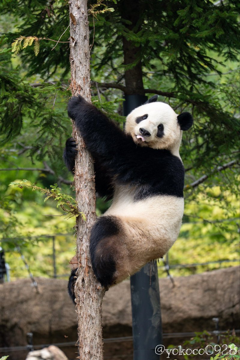 よここ🐼 (@yokoco0928) / Posts / X