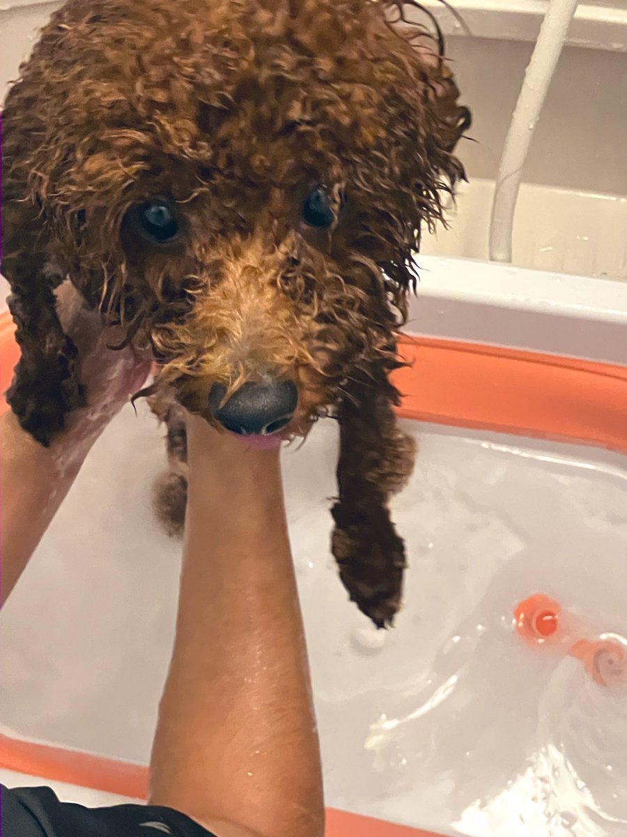 トイプードル - Search / X