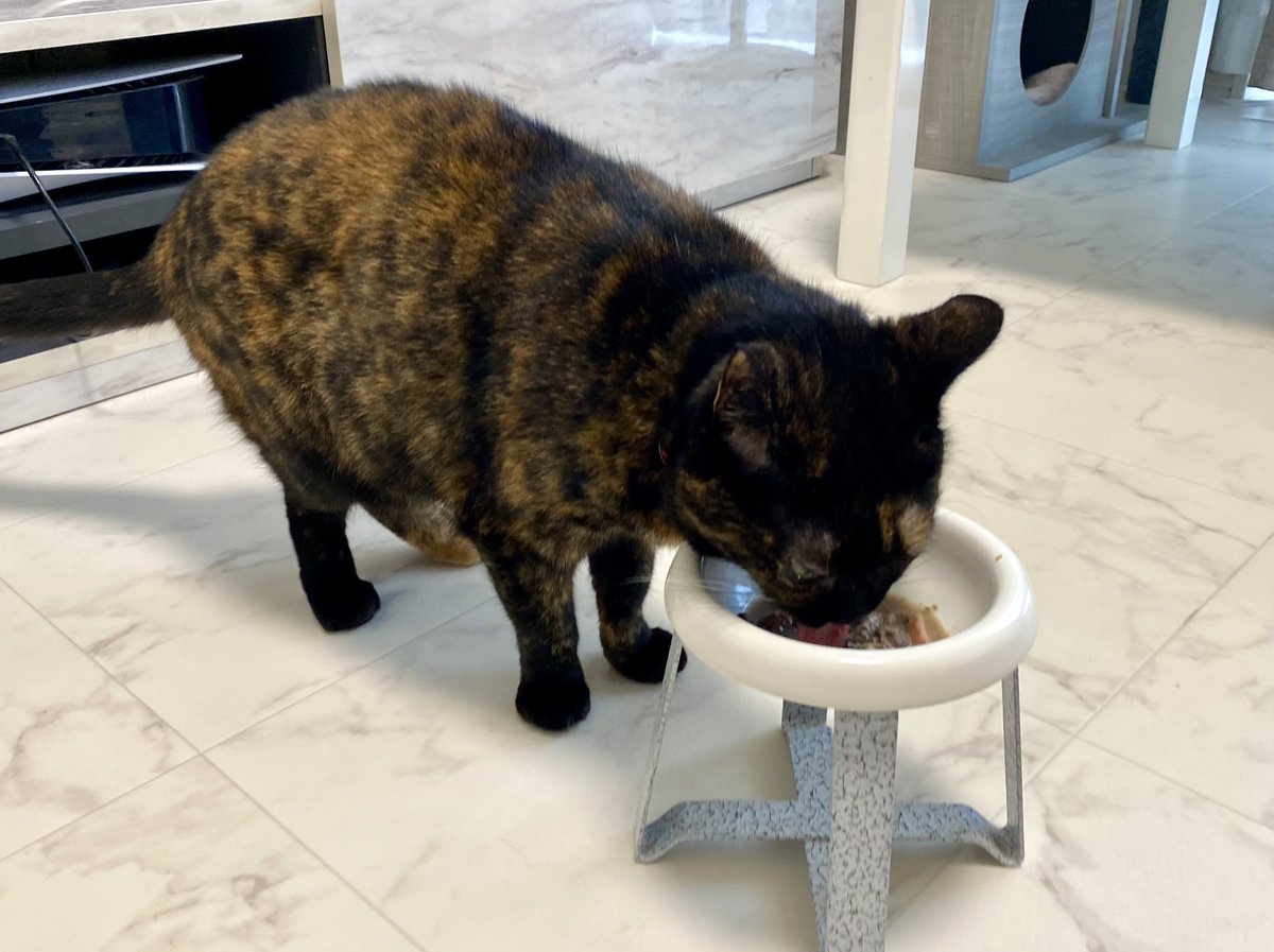 猫の顎ニキビはお皿の雑菌が原因かもしれませんね！私もお皿は陶器がオススメだと思います。陶器はプラスチックやステンレスに比べて傷が付きにくいから菌が繁殖しにくいんですよね✨
お皿は常に清潔にして、口元の食べカスを拭いてあげることも大切☺️