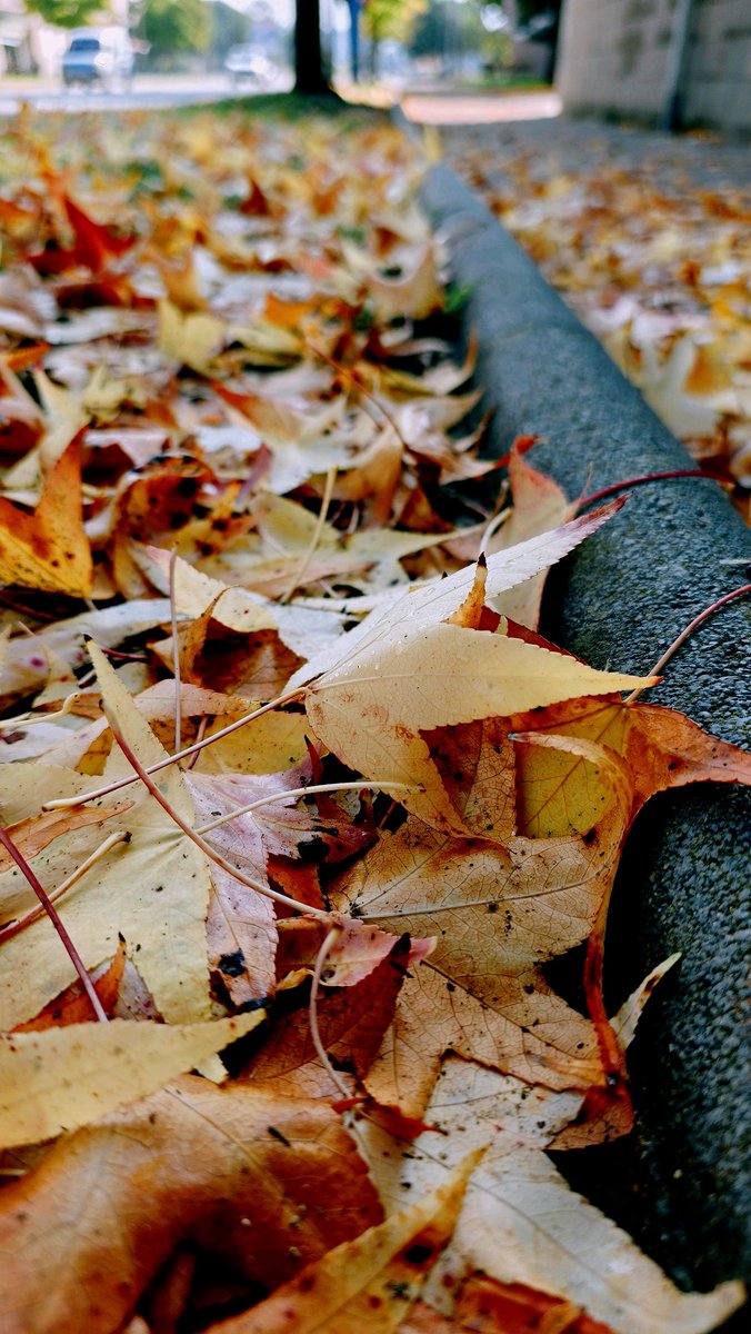 🍂 Qué vibes más bonitas me da el otoño… todo se vuelve más tranquilo, más cálido, más mío 🍁✨

Por aquí ya están las hojas en el suelo bien chulis, aproveché para echar una fotito 📷