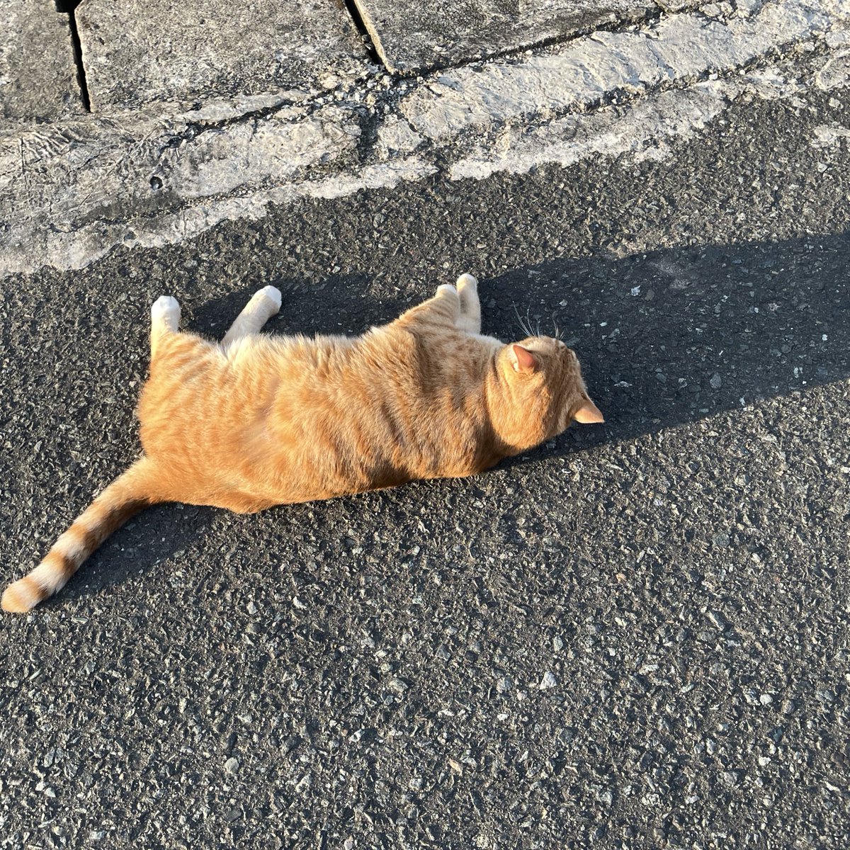 ucildaily's tweet image. Golden Brown