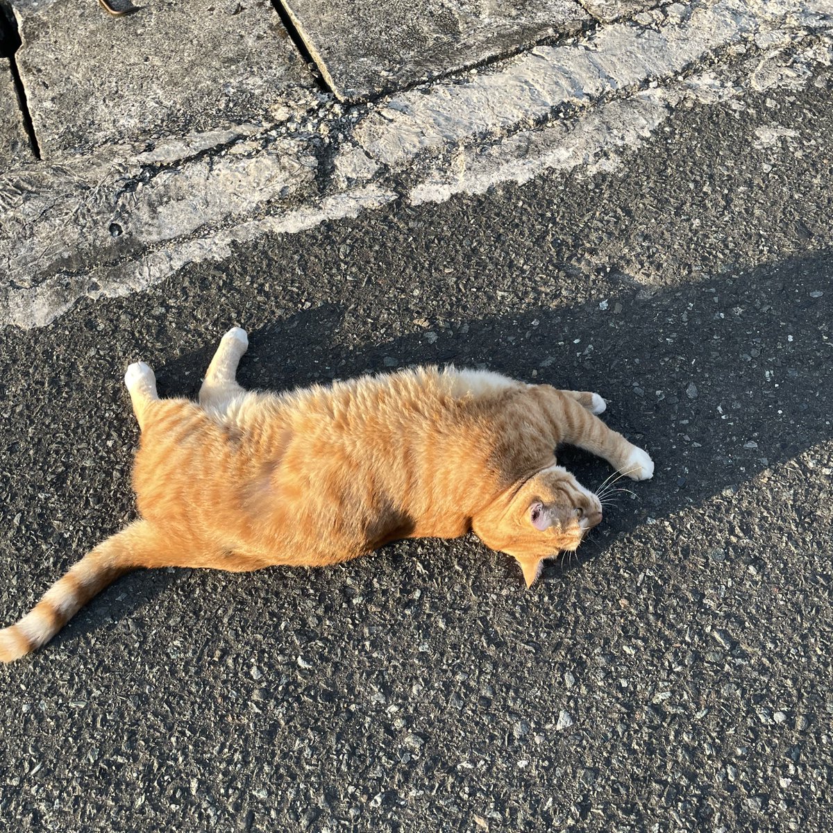 ucildaily's tweet image. Golden Brown