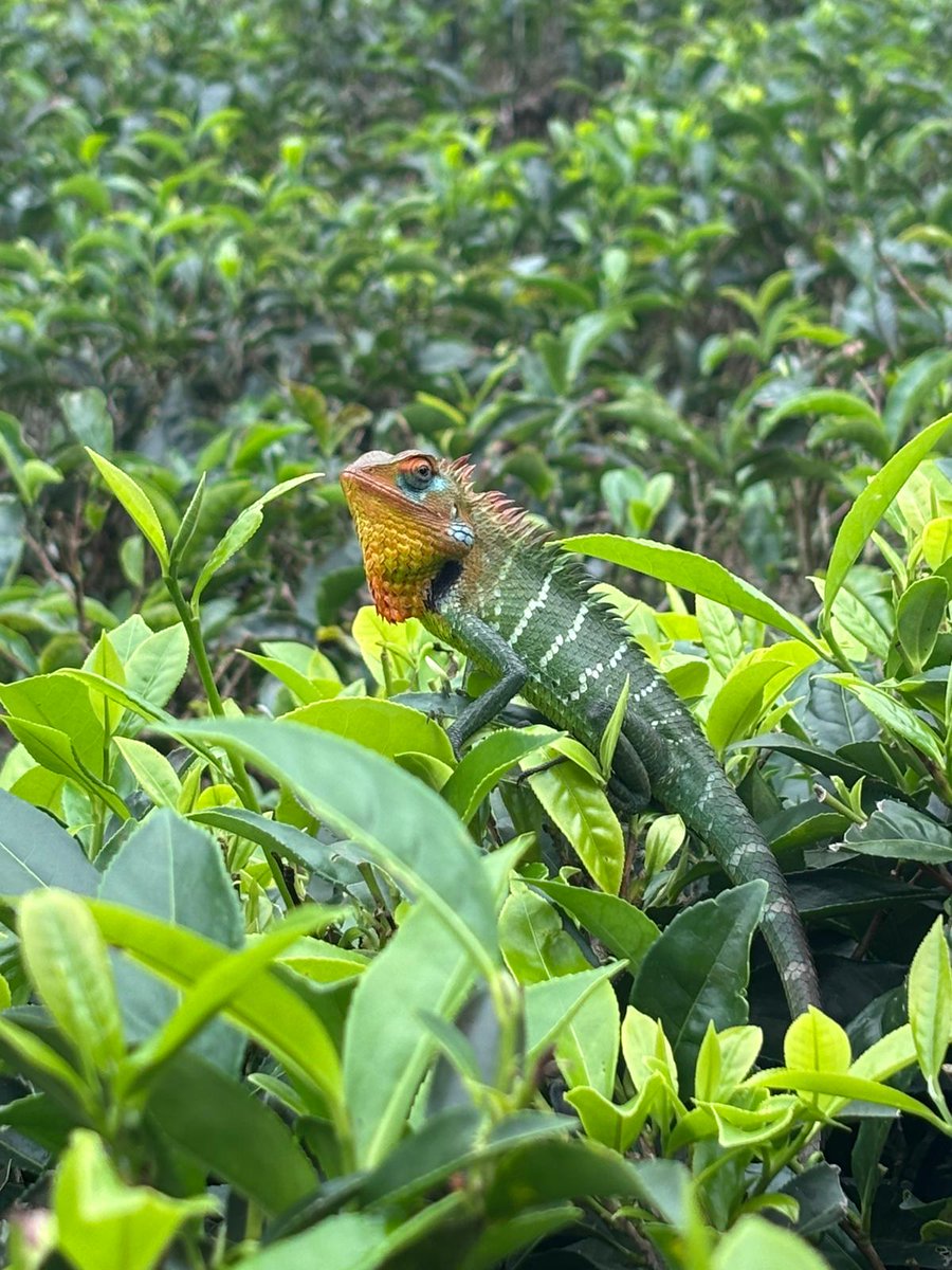 From baby #crocodiles on the #MaduRiverSafari, to these beauties in the rainforest #sinharaja nature reserve. <a href="/OMOTG/">Our Man On The Ground Travel and Lifestyle</a> <a href="/HeritanceHotels/">HeritanceHotelsandResorts</a>  <a href="/HeritanceHotels/">HeritanceHotelsandResorts</a> <a href="/Aitken_spence/">Aitkenspence</a> <a href="/sltda_srilanka/">Sri Lanka Tourism Development Authority</a> <a href="/TravWriters/">BGTW: British Guild of Travel Writers</a>
