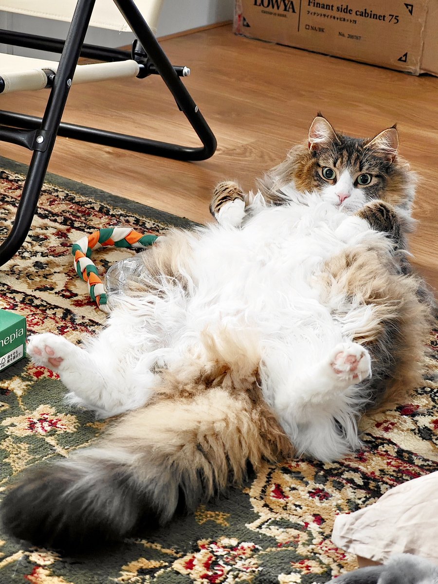 shiroan_chan's tweet image. 嫌なことあって泣いてたら「猫吸い、する…？」のポーズで慰めてくれた猫一生愛す