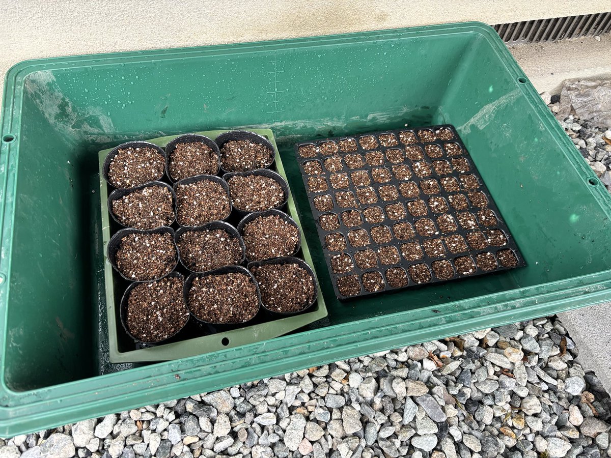 Hirakkoder's tweet image. 引っ越してから園芸にハマっていき、遂に今日は種まき道具を揃えました🌱
ニゲラとカモミール、芽が出て大きくなりますように🙏🙏🙏💐
雨が降りそうなので早速屋根の下で守ってます🫡