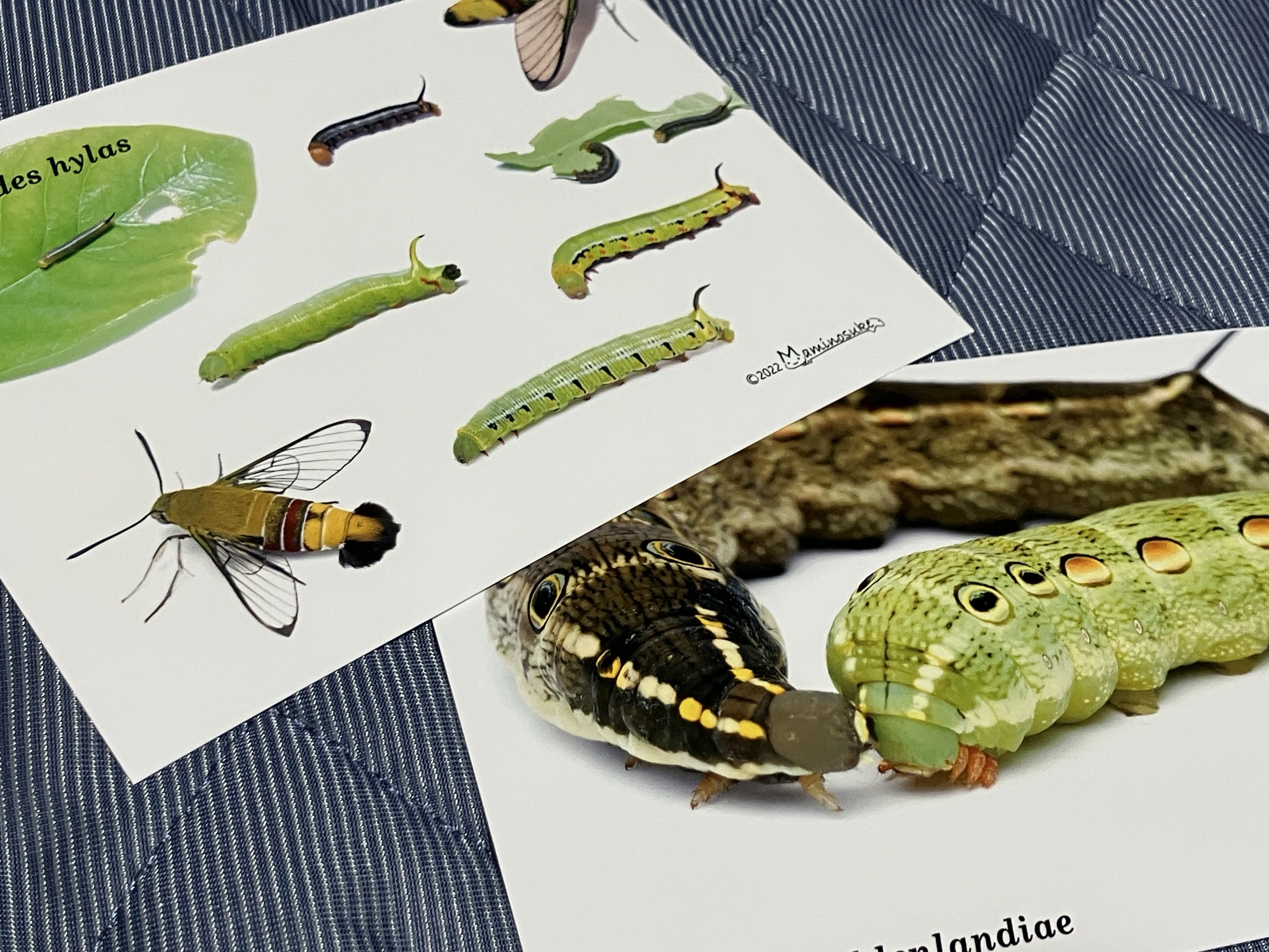 木守日あぐり🌱生きもの大好きVtuber🌱 on X: 