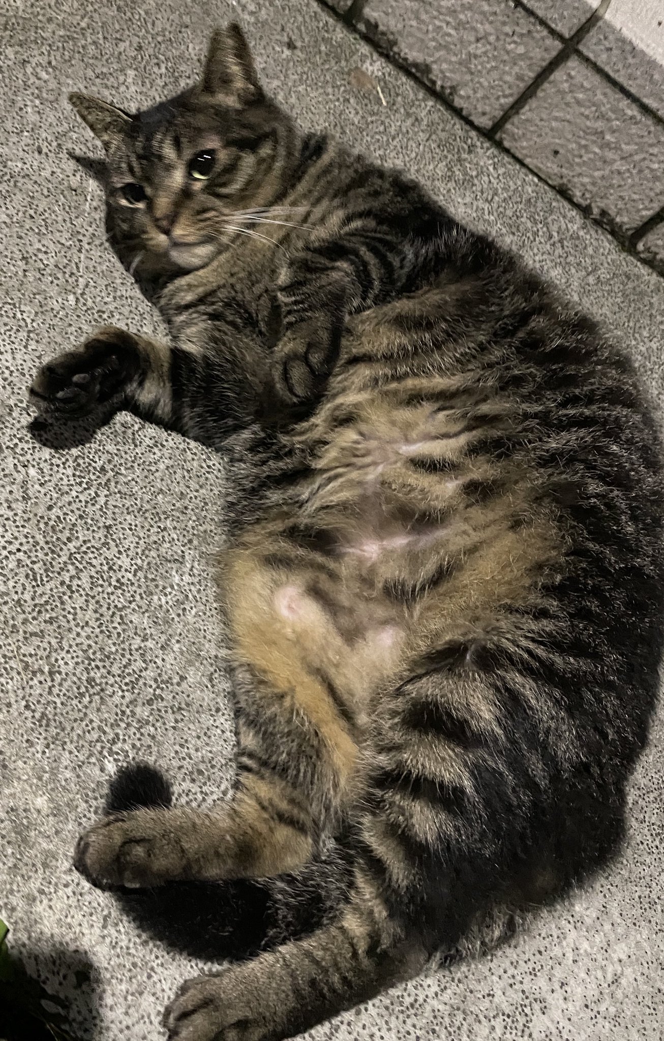 Mayuニャン@松本電書 on X: 