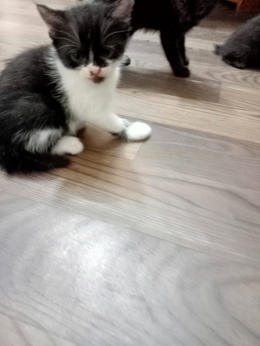 Jessy 🐯❄️ tweet media