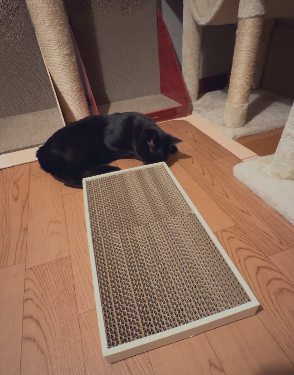 にゃる様ご確認用ページになります こねこだらけの 夏(にゃつ)まつり | 保護ねこるーむBoron♪