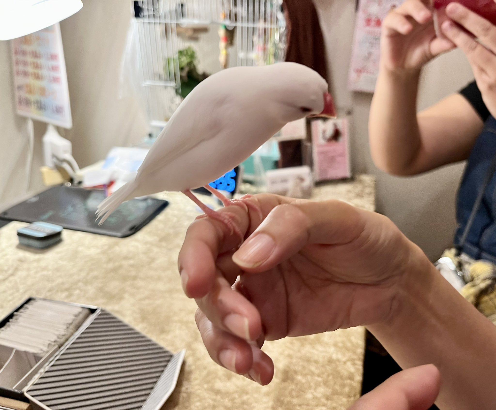 ぴーちゃん（虎廃） (@pi_chan_kakipea) / X