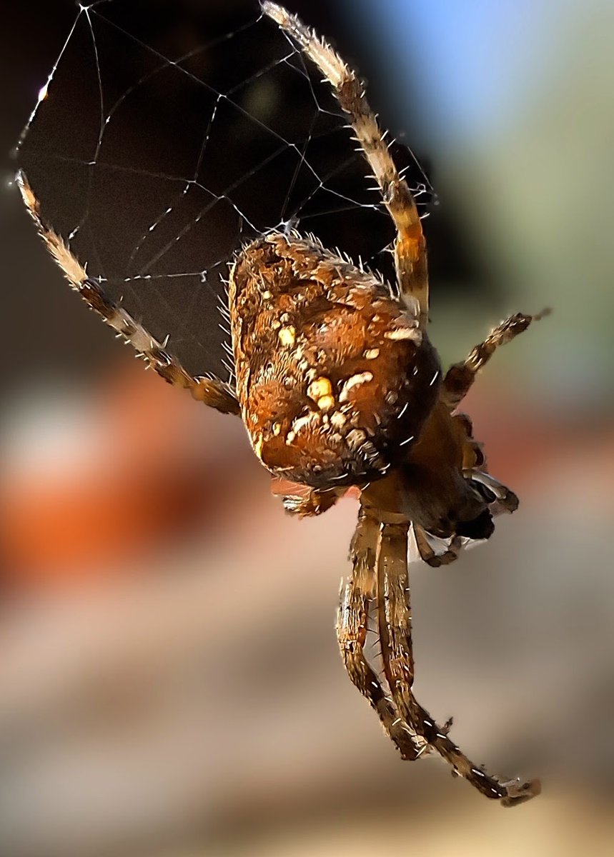 mcjjan's tweet photo. Araneus diadematus perdit 2 pattes pendant le combat.
#spiders #garden #nature https://t.co/YeYBKlSVof