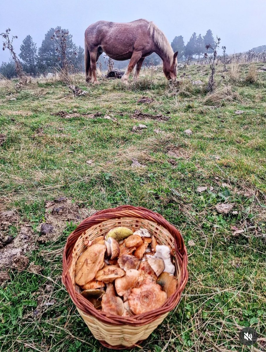 ricardrigall's tweet photo. Anar collint. #bolets #tardor2025 https://t.co/udGPu6Ewuw