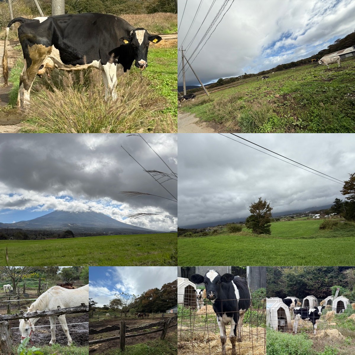 今日も富士山のふもとでピクってました笑
シカさんはいませんでしたが牛🐄さん馬🐎さん地帯でした😂
牛放し飼いしてるけど向かってこないかドキドキでした😅
#ピクトレ