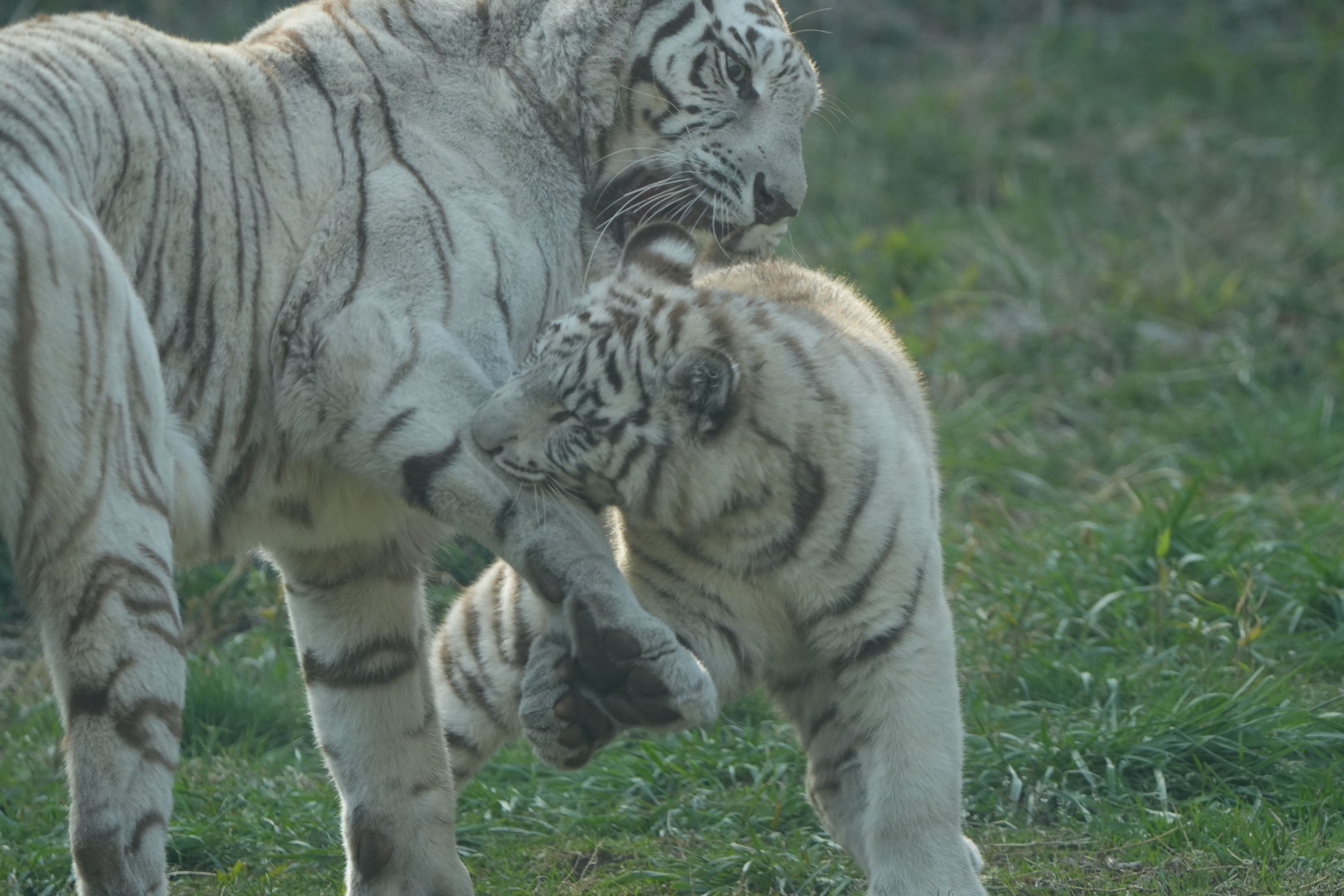 ホワイトタイガーページ ホワイトタイガーとブラックタイガー】エプロン(M～Lサイズ