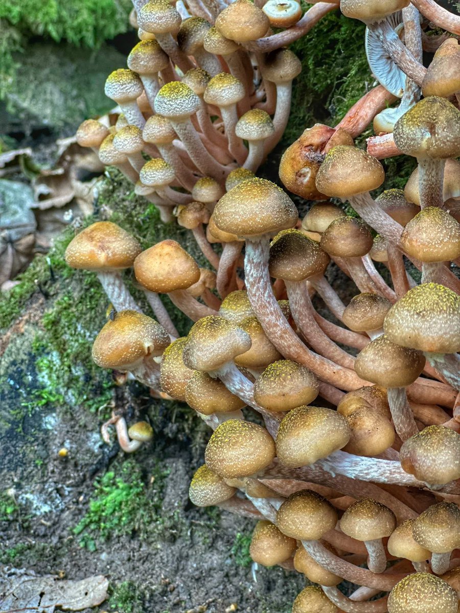 The beauty of Penrhos ❤️!we are still fighting to save Penrhos, everything is in Limbo at the moment,when we have news we will update you all ,don’t miss a visit to this wonderful place! 
📸by Hilary Paterson -Jones