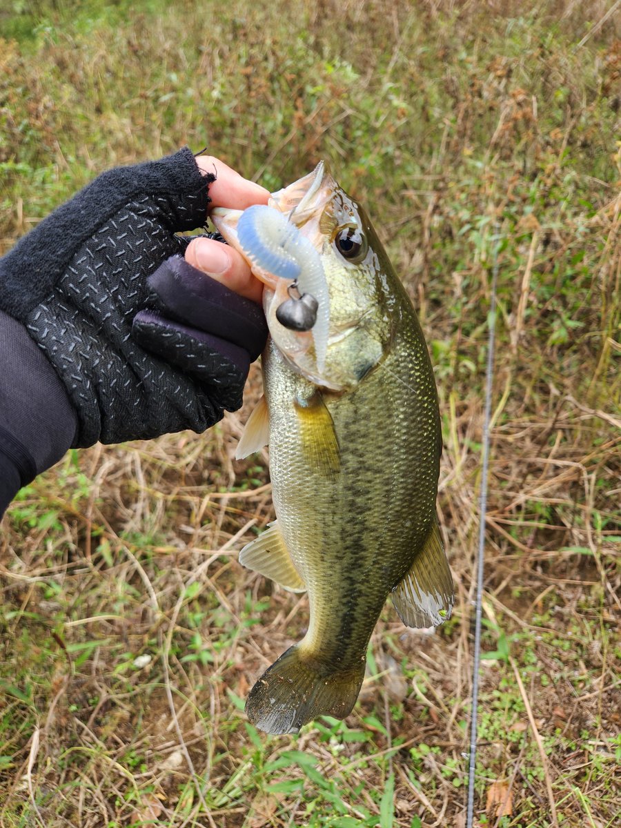 JSoccer2132's tweet photo. 一庫もアオコすごいけど釣れてくれた🎣 https://t.co/mGd0BzQkGe
